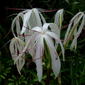 Crinum americanum L.