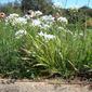 Alho-silvestre // White Garlic (Allium neapolitanum)