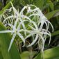 Crinum americanum; swamp lily